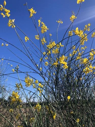Spanish broom (Spartium junceum)