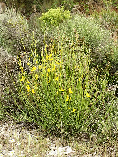 Spanish broom: Spanish broom near Perasdefogu, Sardinia, Italy.