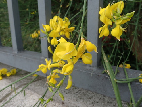 Spanish broom (Spartium junceum)