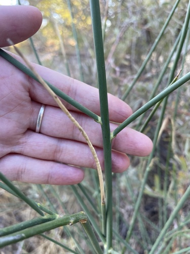 Spanish broom (Spartium junceum)