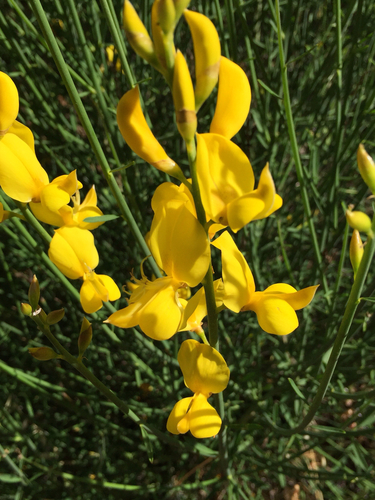 Spanish broom (Spartium junceum)