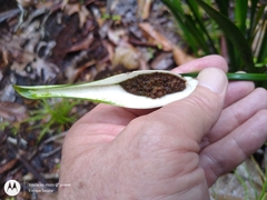 Spathanthus bicolor (Spathanthus bicolor)