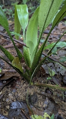 Spathanthus unilateralis (Spathanthus unilateralis)