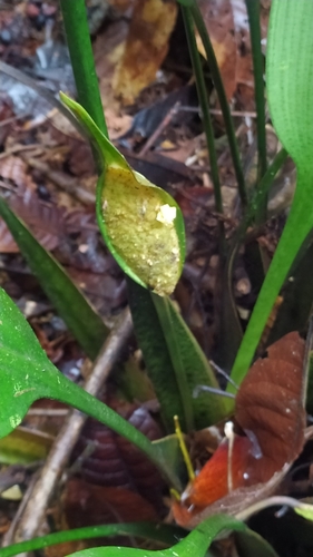 Spathanthus unilateralis (Spathanthus unilateralis)