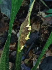Spathanthus unilateralis (Spathanthus unilateralis)