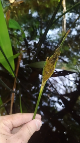 Spathanthus unilateralis (Spathanthus unilateralis)