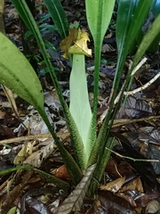Spathanthus unilateralis (Spathanthus unilateralis)