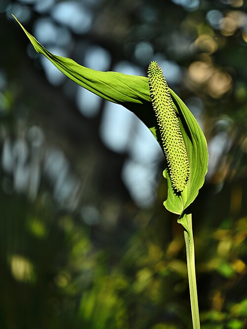 Spathiphyllum lanceifolium: Inflorescence of Spathiphyllum kochii in the Botanischer Garten, Berlin-Dahlem