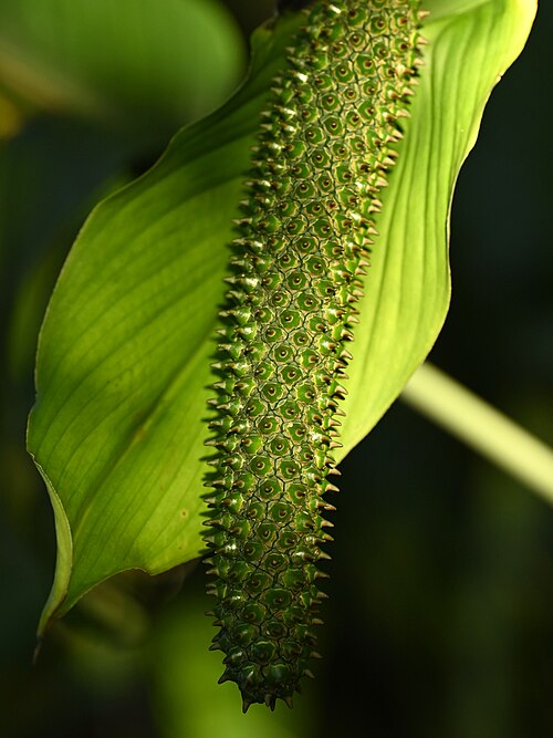 Spathiphyllum lanceifolium: Spathiphyllum kochii in the Botanischer Garten, Berlin-Dahlem