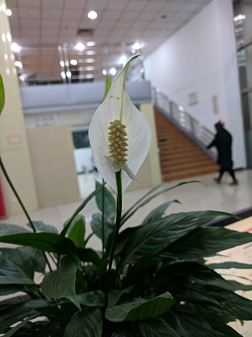 Spathiphyllum lanceifolium: Spathiphyllum lanceifolium , photographed in Central China Normal University, Wuhan, Hubei Province, China