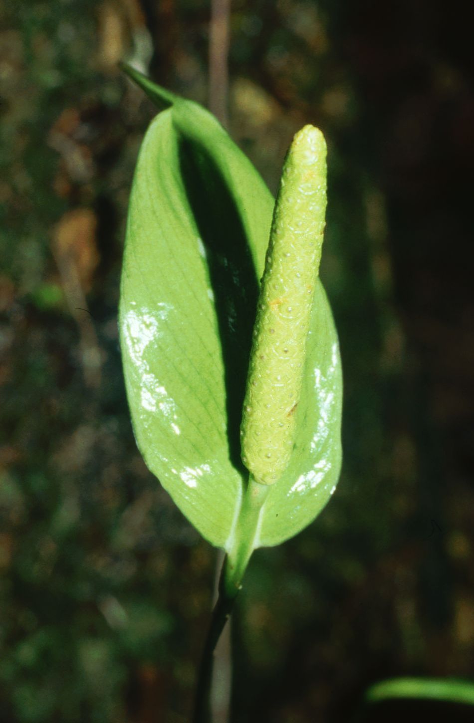 Spathiphyllum silvicola: Spathiphyllum silvicola , Aronstabgewächse (Araceae) – Costa Rica: Prov. Puntarenas, PN Piedras Blancas, Bosque Esquinas bei La Gamba, "Ocelot Trail"
