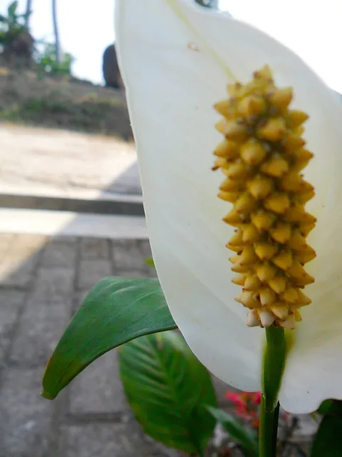 Peace lily: Peace lily