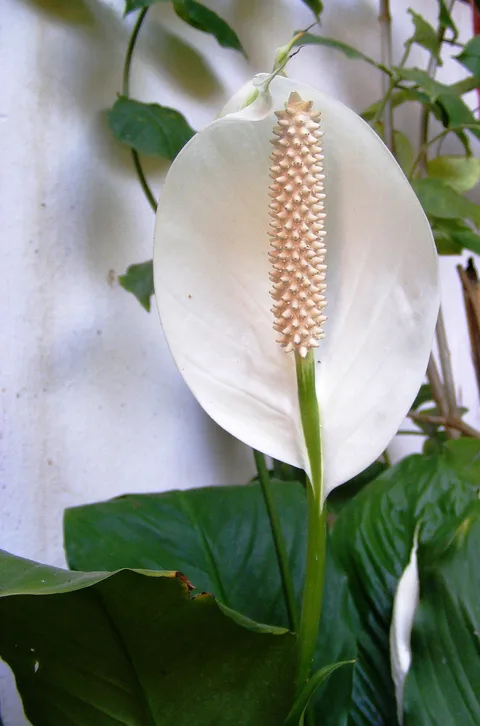 Peace lily: Flor "Cuna de Moises" (Spathiphyllum wallisii).