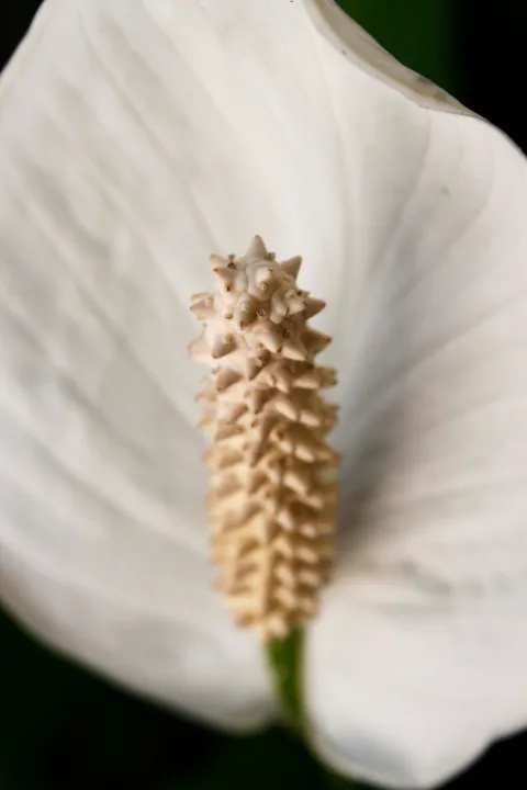 Peace lily: detail of a Spadix of Spathiphyllum wallisii