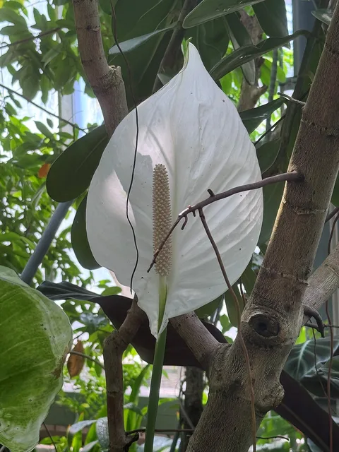 Peace lily: Leipzig, botanical garden, Spathiphyllum wallisii