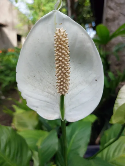 Peace lily: Peace lily - Spathiphyllum Wallisii