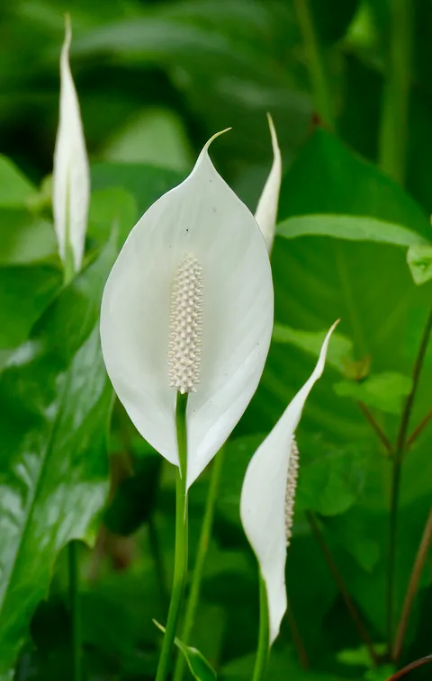 Peace lily: Bogarin Trail, La Fortuna, San Carlos, Alajuela, COSTA RICA