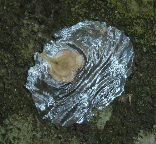Spathodea (Spathodea campanulata)
