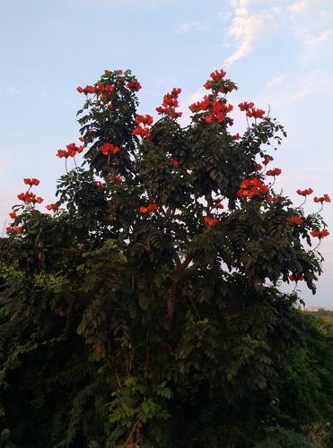 Spathodea (Spathodea campanulata)