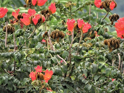 Spathodea (Spathodea campanulata)