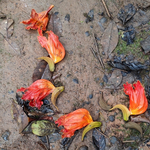 Spathodea (Spathodea campanulata)