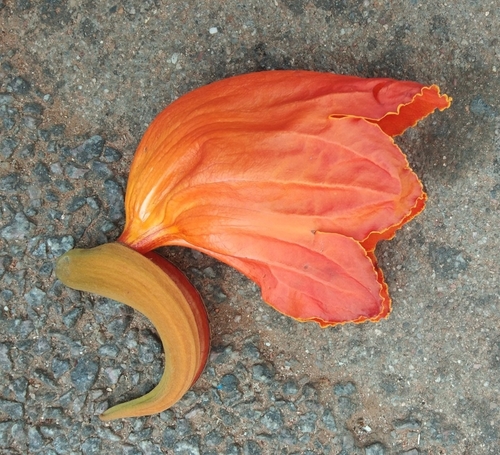 Spathodea (Spathodea campanulata)