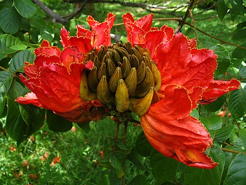 Spathodea: Spathodea campanulata