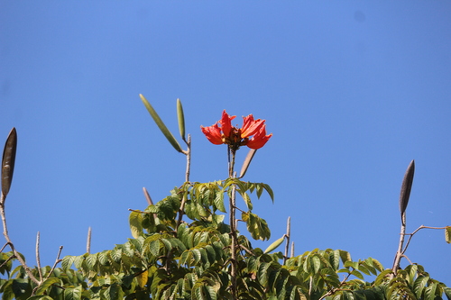 Spathodea (Spathodea campanulata)