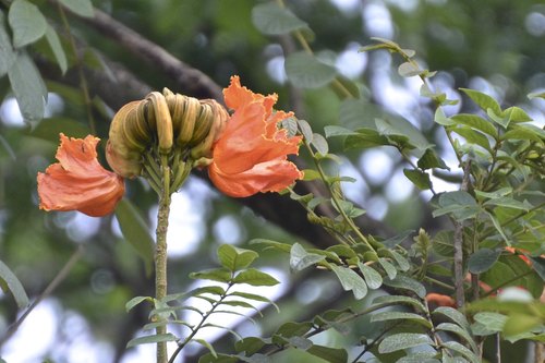 Spathodea (Spathodea campanulata)