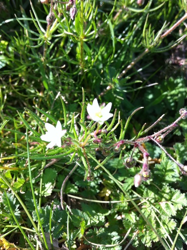 Corn spurry (Spergula arvensis)