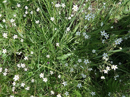 Corn spurry: The Corn Spurrey (Spergula arvensis) at Greenan, Ayr, Scotland.
