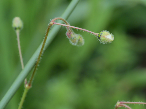 Corn spurry (Spergula arvensis)