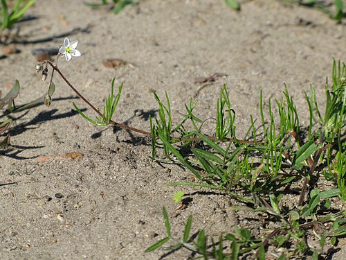Corn spurry: Acker-Spörgel