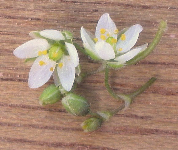 Corn spurry: (nl: Gewone spurrie bloem) Spergula arvensis ;
