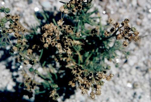 Corn spurry (Spergula arvensis)