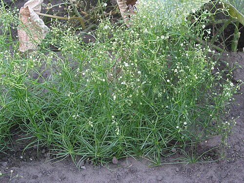 Corn spurry: (nl: Gewone spurrie plant) Spergula arvensis ;