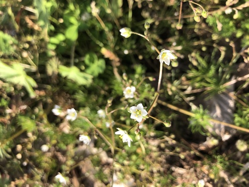 Corn spurry (Spergula arvensis)