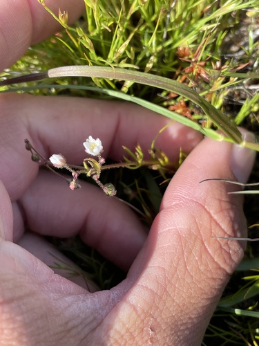 Corn spurry (Spergula arvensis)