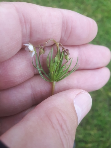 Corn spurry (Spergula arvensis)