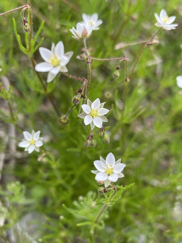 Corn spurry (Spergula arvensis)