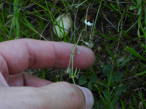 Corn spurry