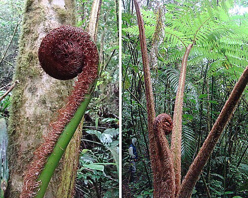 Sphaeropteris brunei: The fronds are known as Monkey Tails. Mainly a Costa Rican species. Photo from southern Nicaragua. In context at www.dixpix.ca/meso_america/Flora/primitive/inde