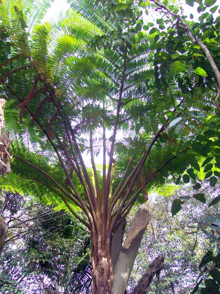Sphaeropteris excelsa: Cyathea brownii - Royal Botanic Gardens, Sydney