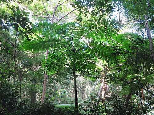 Sphaeropteris intermedia: Large tree ferns (Cyathea intermedia) are seen in the vicinity of the Oumagne Caves on the Isle of Pines, New Caledonia, South Pacific.