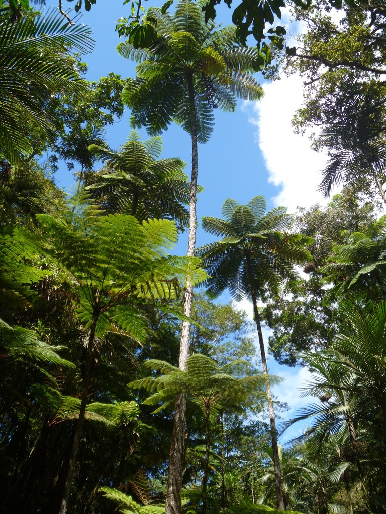 Sphaeropteris intermedia (Sphaeropteris intermedia)