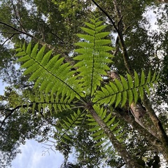 Sphaeropteris intermedia (Sphaeropteris intermedia)