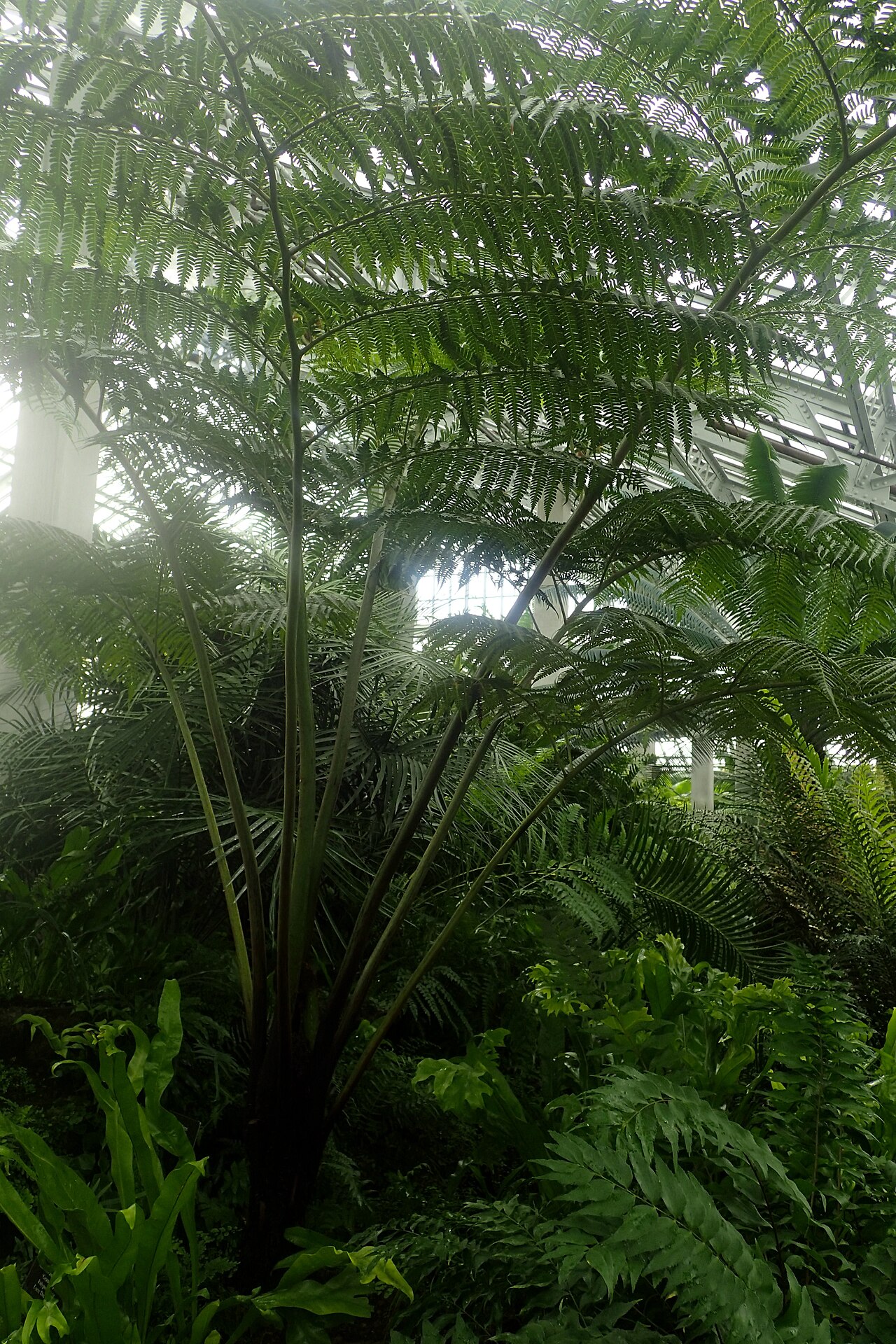 Sphaeropteris robusta: Cyathea robusta at Garfield Park Conservatory, Illinois