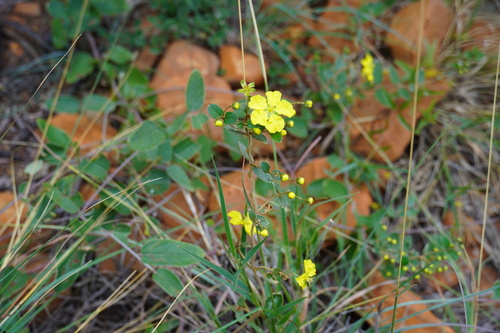 Sphedamnocarpus pruriens (Sphedamnocarpus pruriens)