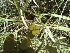 Sphedamnocarpus pruriens (Sphedamnocarpus pruriens)