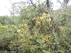 Sphedamnocarpus pruriens (Sphedamnocarpus pruriens)
